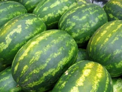 Lubenice uzgojene u Neretvanskoj dolini