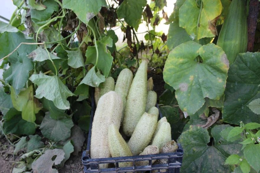 Oguljena lufa