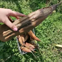 Lufu ne vole ni stjenice ni puževi, a zaobilaze je i gljivična oboljenja