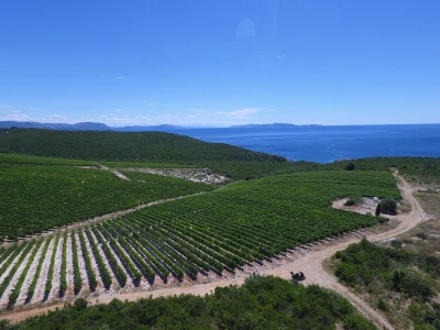 Vinograd