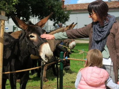 : Magarica Rožina, vlasnika Luke Lupetine – Šampionka Smotre Istarskog tovara u Juršićimaa
