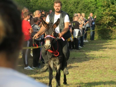 : Magarica Rožina, vlasnika Luke Lupetine – Šampionka Smotre Istarskog tovara u Juršićimaa