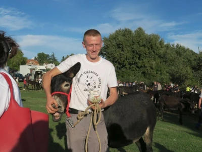 : Magarica Rožina, vlasnika Luke Lupetine – Šampionka Smotre Istarskog tovara u Juršićimaa