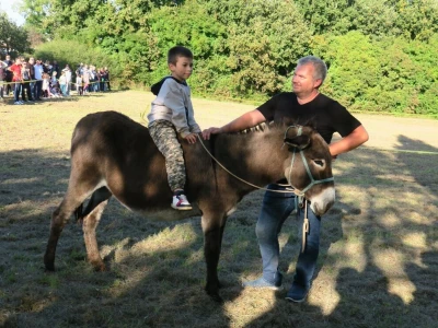 : Magarica Rožina, vlasnika Luke Lupetine – Šampionka Smotre Istarskog tovara u Juršićimaa