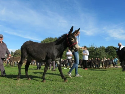 : Magarica Rožina, vlasnika Luke Lupetine – Šampionka Smotre Istarskog tovara u Juršićimaa