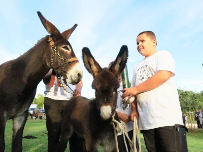 : Magarica Rožina, vlasnika Luke Lupetine – Šampionka Smotre Istarskog tovara u Juršićimaa