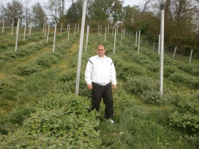 Vjeran Lež na plantaži majberija