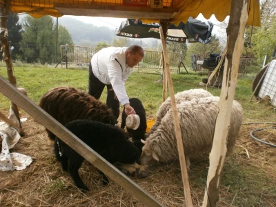 Vjeranu Ležu ovce pasu travu
