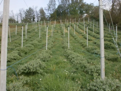 Plantaža u Humu Zabočkom