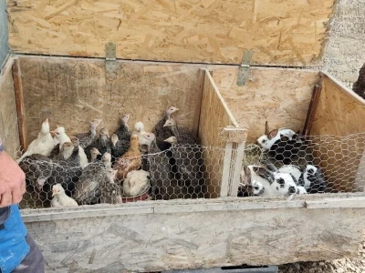 "Mala škola čuvanja ovaca"