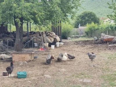 "Mala škola čuvanja ovaca"