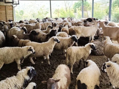 "Mala škola čuvanja ovaca"