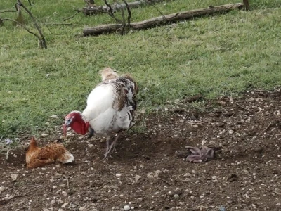 "Mala škola čuvanja ovaca"