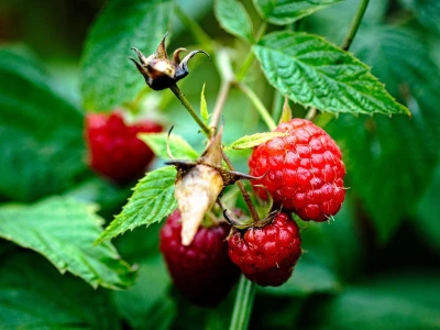 U najam su uzeli jednu staru plantažu malina