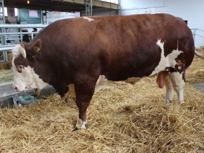 Mališa, trogodišnji bik od čak 1.550kg