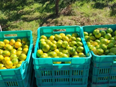 Mandarine u Neretvanskom kraju