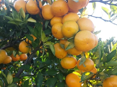Mandarine iz Opuzena