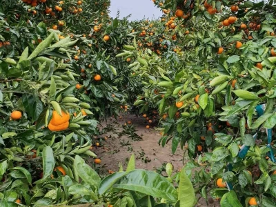 Mandarine iz Opuzena