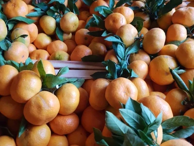 Mandarine iz Opuzena