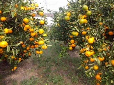 Izdašan urod mandarina u Neretvi 2014.
