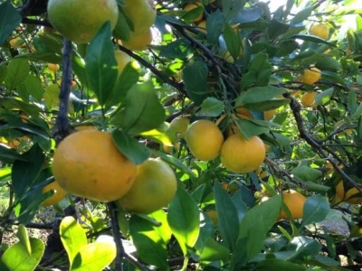 Opuzenske mandarine