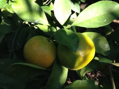 Opuzenske mandarine