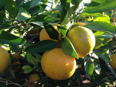 Opuzenske mandarine