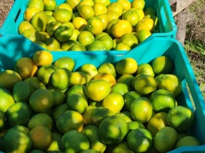 Mandarine u Neretvanskom kraju