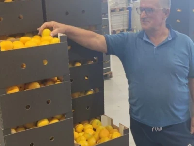 Mandarine u Neretvanskom kraju