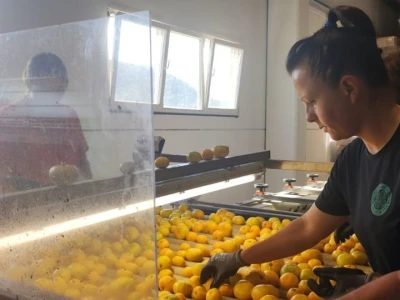 Mandarine u Neretvanskom kraju
