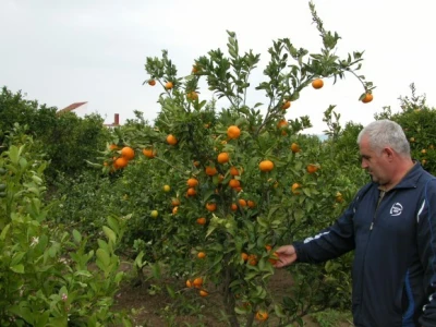 Neretvanske mandarine i klementine