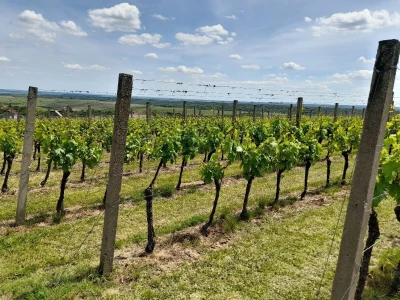 Mandićevac