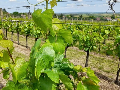 Mandićevac