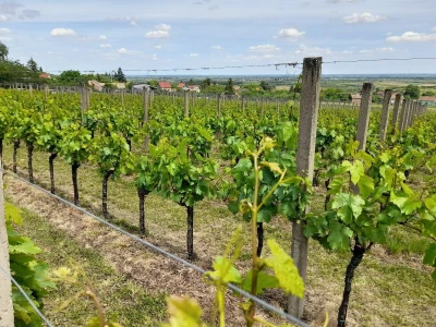 Mandićevac