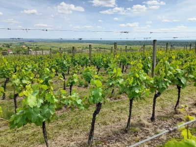 Mandićevac