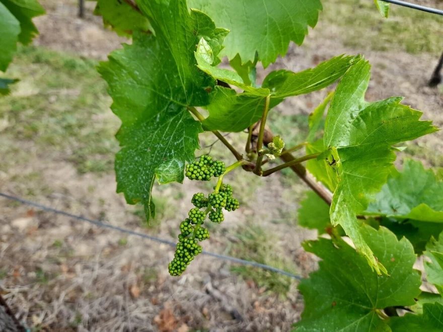 vinova loza, vinograd, grozd