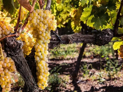 Vinogradarska 2023.