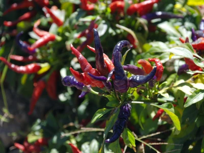 Numex Centennial chili  ima ljubičaste cvjetove i ljubičasto lišće.Plodovi rastu uspravno, a boja im varira od ljubičaste do žute, narančaste i konačno crvene. Nakon oko 95 dana, papričice su zrele. Č