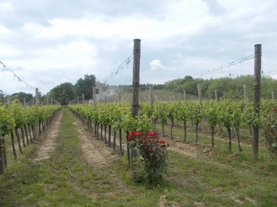 Vina Markota