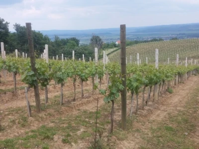 Vina Markota