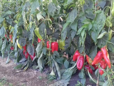 Paprike uz koje će svaki ajvar biti ukusniji