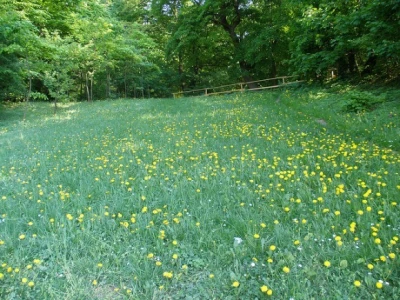 Maslačak