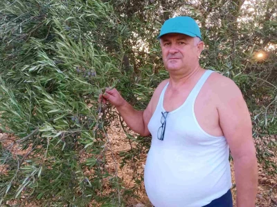 Maslina čeka kišu