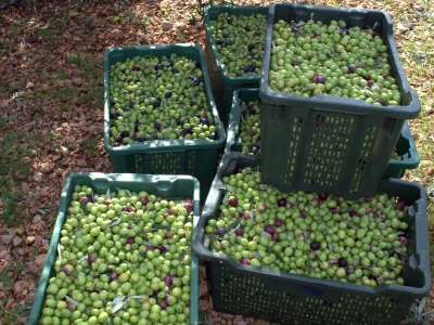 MASLINARSTVO DANAS I SUTRA - Od 8 milijuna navodnjavamo samo 5 posto maslina