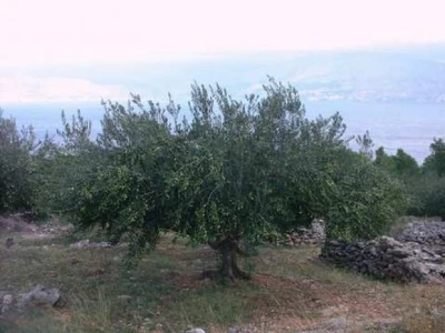 Kliško polje