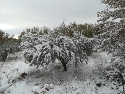 Snijeg i led u maslinicima Dalmatinske zagore