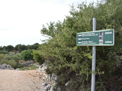 Maslinici Lun