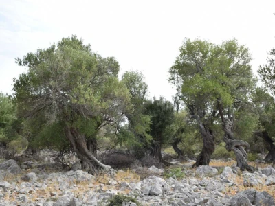 Maslinici Lun
