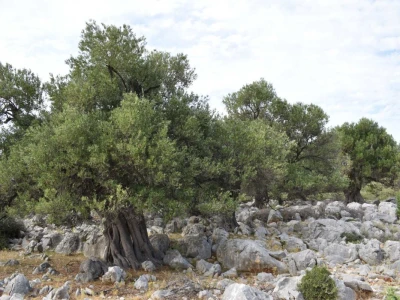 Maslinici Lun
