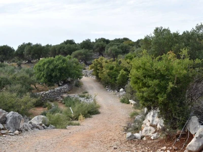 Maslinici Lun